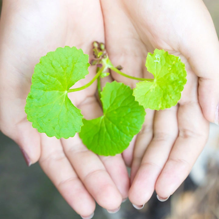 Tác dụng của rau má với làn da